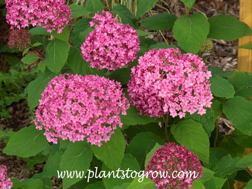 Bella Anna Hydrangea (Hydrangea arborescens)